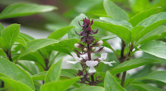 Plant These 6 Trees to Keep Tricky Trio Bees Away From Your Home