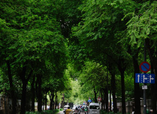 “Is it Beneficial to Plant a Carambola Tree in Front of Your House? Does it Adhere to Feng Shui Principles?”