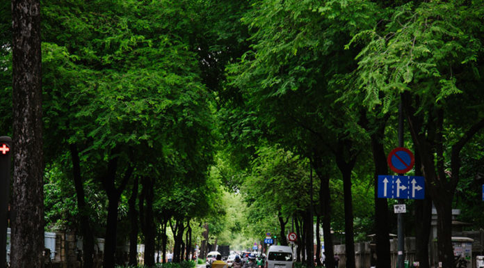 “Is it Beneficial to Plant a Carambola Tree in Front of Your House? Does it Adhere to Feng Shui Principles?”