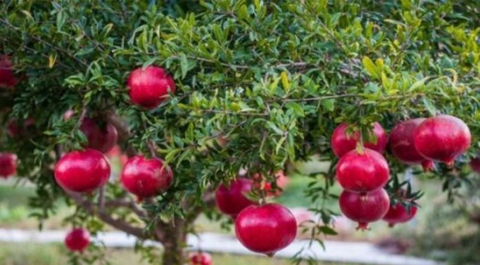 The Ancient Wisdom: Unlocking the Mysteries of Abundance and Adversity