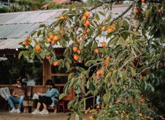 The Lucky Tree: Unlocking Three Generations of Wealth and Prosperity