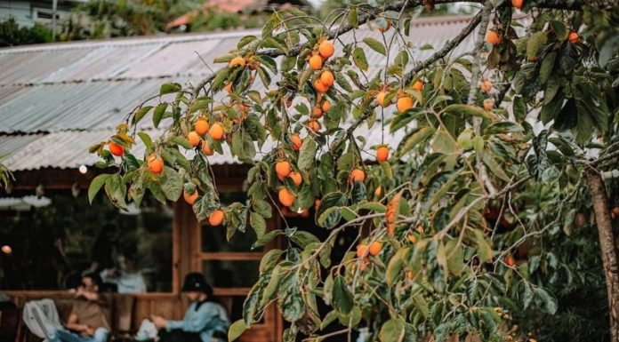 The Lucky Tree: Unlocking Three Generations of Wealth and Prosperity