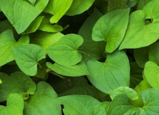 Grow These Plants at Home for a Healthy Harvest of Food and Medicine