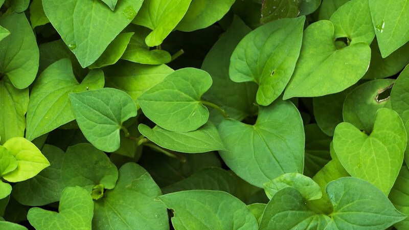 Grow These Plants at Home for a Healthy Harvest of Food and Medicine