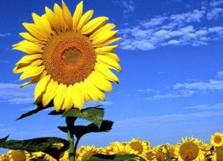 Plant These 9 Flowers Now for a Blooming Beautiful New Year