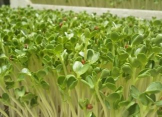 Grow Super-Clean Sprouts Effortlessly with a Simple Paper Towel Hack