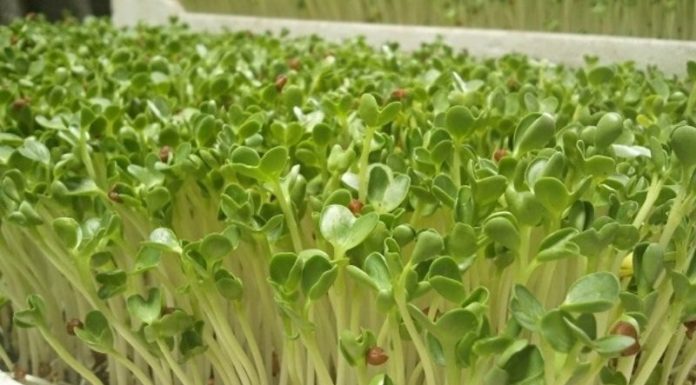 Grow Super-Clean Sprouts Effortlessly with a Simple Paper Towel Hack