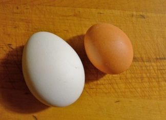 Which is More Nutritious: Chicken or Duck Eggs?