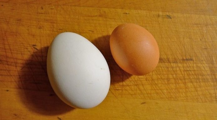 Which is More Nutritious: Chicken or Duck Eggs?