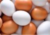 Are Brown Eggs More Nutritious Than White Eggs?