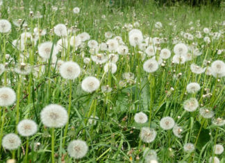 The Legend, Message and Meaning of the Dandelion