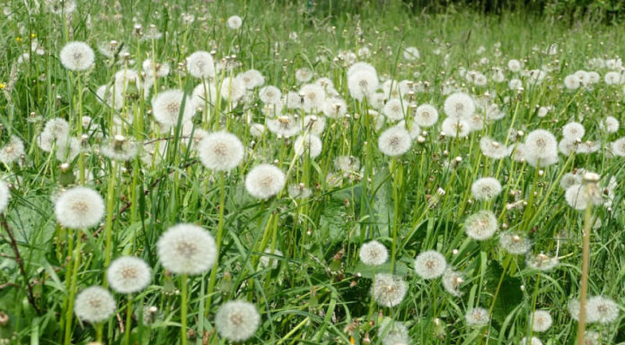 The Legend, Message and Meaning of the Dandelion
