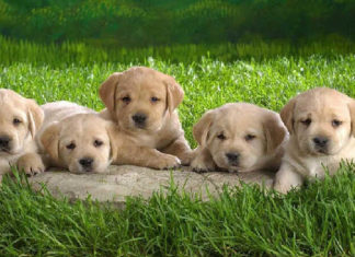 The Ultimate Guide: 5 Steps to Train Your Puppy Like a Pro