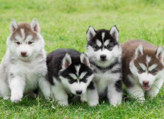 The Ultimate Guide to Dog Care for Beginners