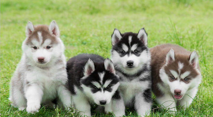 The Ultimate Guide to Dog Care for Beginners