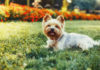 The Ultimate Guide to the Tiny but Mighty Yorkshire Terrier