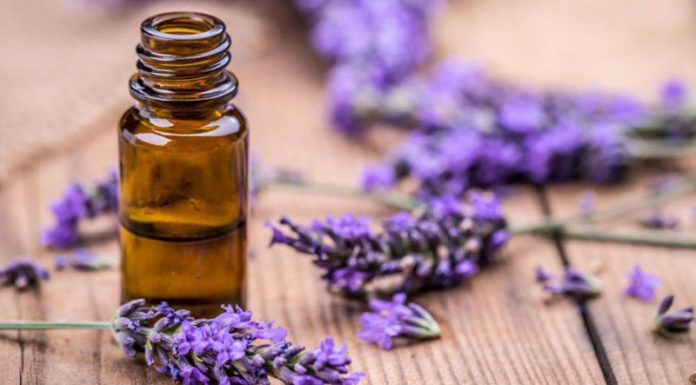 “The Magic of Lavender: Crafting Essential Oil to Freshen Your Abode and Banish Bugs.”