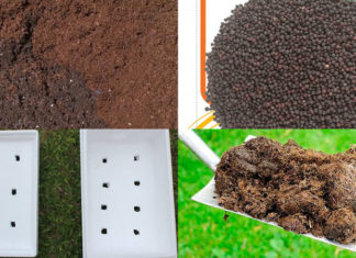 Grow Pak Choi at Home: Your Ultimate Step-by-Step Guide