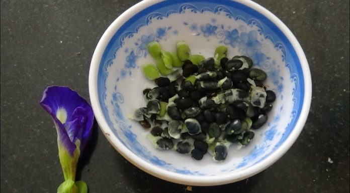 “Grow Your Own Butterfly Pea Flowers for Tea and Desserts”