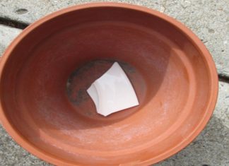 “The Magic of Aloe Vera: Unlocking a World of Culinary Delights and Natural Beauty”