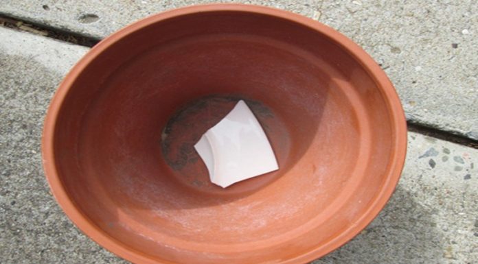 “The Magic of Aloe Vera: Unlocking a World of Culinary Delights and Natural Beauty”