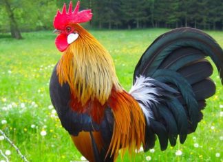 The Year of the Rooster: 2024’s Forecast for Career, Finance, Wellness, and Romance.