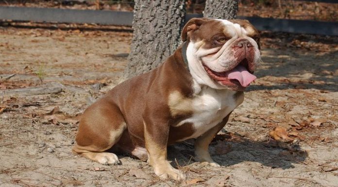 Horoscope for the Dog in 2024: A Year of Calm Waters and Smooth Sailing in Your Career