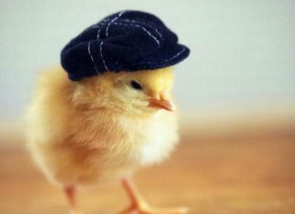 What is the Element of the Year of the Rooster 2005? Which Age Groups Does It Suit and Clash With?