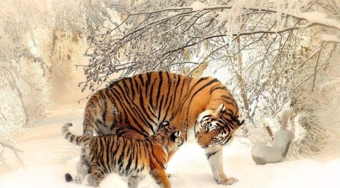 The Next 90 Days: 3 Zodiac Animals Strike Gold, Becoming the New Rich