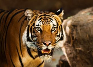 What Are the Chinese Zodiac Signs Compatible with the Tiger?