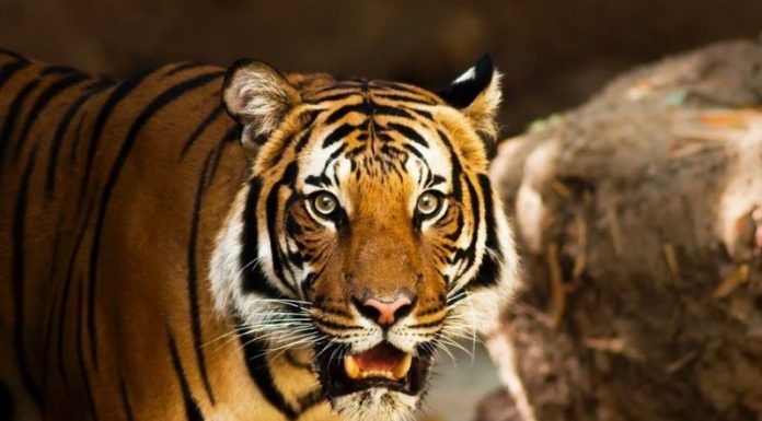 What Are the Chinese Zodiac Signs Compatible with the Tiger?