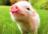 The Ultimate Guide to Feng Shui Trees for Zodiac Pig: Unlocking Harmony and Prosperity
