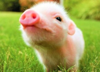 The Ultimate Guide to Feng Shui Trees for Zodiac Pig: Unlocking Harmony and Prosperity