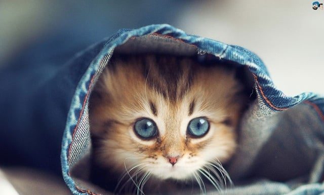 From August to Lunar New Year 2025: 3 Fortunate Ages Shake Off Misfortunes, Wealth Flows In Like a River, the Second Richest With No One Above