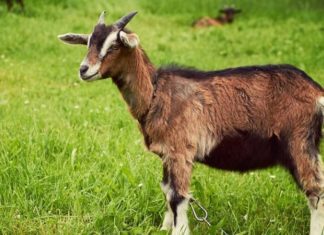 What Plants Are Compatible with Goat Zodiac Signs to Attract Luck and Fortune When Grown Indoors?