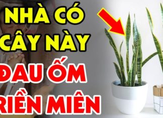 The Power of the Snake Plant: Inviting Prosperity and Protection, But Beware if You’re Born in These Years!