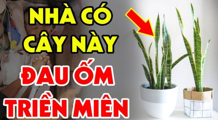 The Power of the Snake Plant: Inviting Prosperity and Protection, But Beware if You’re Born in These Years!