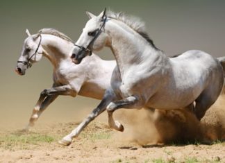 The Golden Touch: Unlocking Prosperity at Age 3