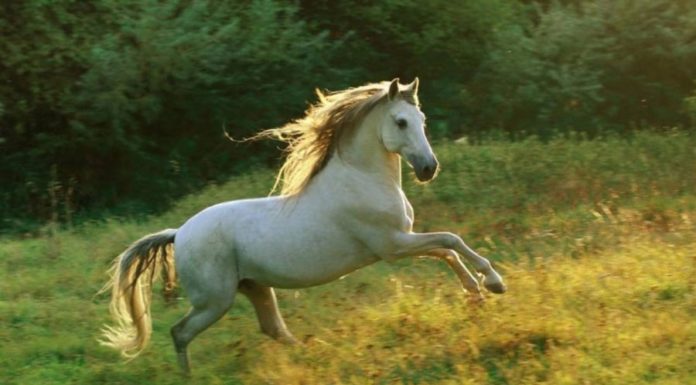 The 3 Luckiest Zodiac Signs in July: Uncovering the Secrets to Their Success and Prosperity