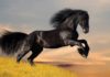 What Plants Suit Those Born in the Year of the Horse? An Exploration of Feng Shui Plants for Horse Zodiac Signs.