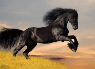 What Plants Suit Those Born in the Year of the Horse? An Exploration of Feng Shui Plants for Horse Zodiac Signs.