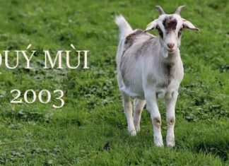 What is the Lucky Element for the Vietnamese Zodiac Sign, Quy Mui (2003)? Which Zodiac Signs are Compatible with Quy Mui?