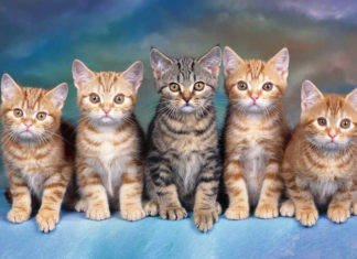 The Secret to a Cat’s Longevity: Unlocking the Puzzle of Their Nine Lives