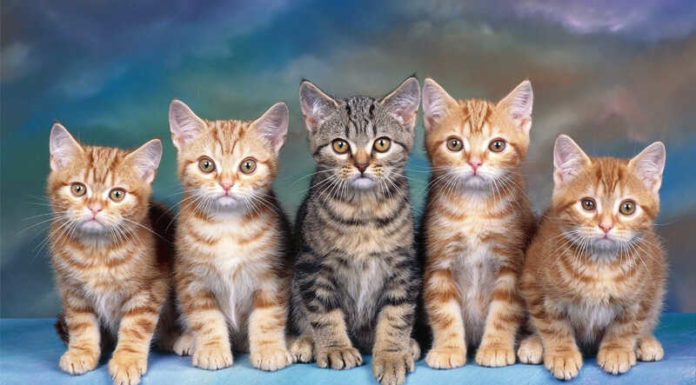 The Secret to a Cat’s Longevity: Unlocking the Puzzle of Their Nine Lives