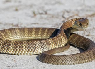 What Trees Are Compatible With the Snake Zodiac Sign? Discover the Best Feng Shui Plants for Snake Individuals.