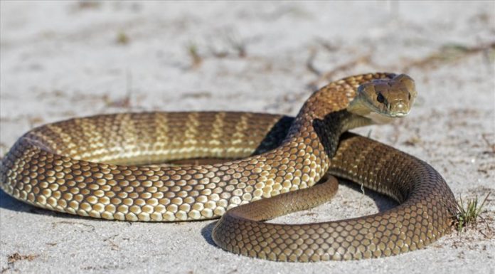 What Trees Are Compatible With the Snake Zodiac Sign? Discover the Best Feng Shui Plants for Snake Individuals.