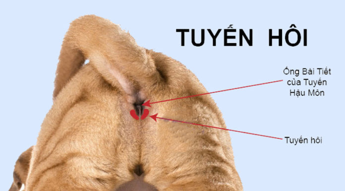 What Are Canine Sweat Glands, Where Are They Located, and How to Extract Them?