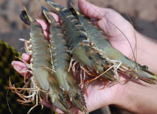 “The Ultimate Guide to Selecting Fresh, Delicious, and Safe Seafood”