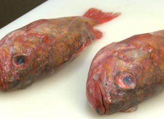 The Ultimate Guide to Choosing Fresh Fish: A Masterclass for Home Cooks