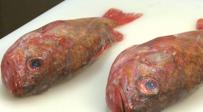 The Ultimate Guide to Choosing Fresh Fish: A Masterclass for Home Cooks